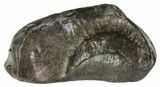 Fossil Whale Ear Bone - Miocene #63526-1